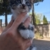 Mılkı yuva arıyor fotoğraf