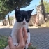 2 aylık paşa yuva arıyor fotoğraf