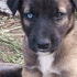 Yavru köpek sahiplendirelecektir fotoğraf