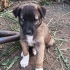 Yavru köpek sahiplendirelecektir fotoğraf