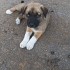 Yavru köpek sahiplendirelecektir fotoğraf