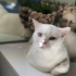 2 Yaşında British Shorthair fotoğraf