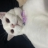 2 Yaşında British Shorthair fotoğraf