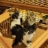 Küçük bebeklerimiz yuva arıyor fotoğraf