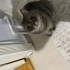 Tabby British Shorthair Dişi /Kısır/Sağlıklı Peynir :) fotoğraf