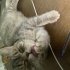 Tabby British Shorthair Dişi /Kısır/Sağlıklı Peynir :) fotoğraf