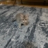 Tabby British Shorthair Dişi /Kısır/Sağlıklı Peynir :) fotoğraf