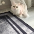 Sevimli kedimiz fotoğraf