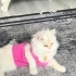 Sevimli kedimiz fotoğraf