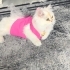 Sevimli kedimiz fotoğraf