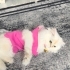 Sevimli kedimiz fotoğraf
