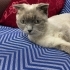Yakışıklı kedimize yuva fotoğraf
