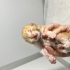 kliniğe terk edilen yavru kedi fotoğraf