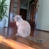 3 yaşında sakin ve ilgi seven bir kedi fotoğraf