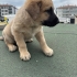 Annesi Belçika kurdu olan yaklaşık 40 günlük bu erkek yavrumuza yuva arıyoruz fotoğraf