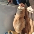British Longhair icin acil yuva! fotoğraf