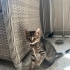 2 aylık Dişi kedi fotoğraf