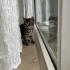 2 aylık Dişi kedi fotoğraf