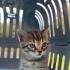 2 aylık Dişi kedi fotoğraf