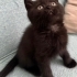 Britihs shorthair bitter yavru yeni yuvasını arıyor aile tercihimiz fotoğraf