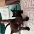 Britihs shorthair bitter yavru yeni yuvasını arıyor aile tercihimiz fotoğraf