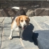 💛 Sevgi Dolu 5 Yaşında Beagle Kızımıza Sıcak Bir Yuva Arıyoruz 💛 fotoğraf