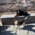 💛 Sevgi Dolu 5 Yaşında Beagle Kızımıza Sıcak Bir Yuva Arıyoruz 💛 fotoğraf
