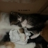 Bebek kedilerimize yuva arıyoruz fotoğraf