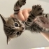 Bebek kedilerimize yuva arıyoruz fotoğraf