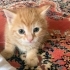 Bonibonlat yuva arıyor fotoğraf