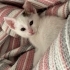 1.5 Aylık Tatlı Kedi fotoğraf