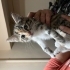 Dünya tatlısı küçük kızımız EMMA ömürlük yuvasını arıyor 🥰 fotoğraf