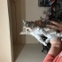 Dünya tatlısı küçük kızımız EMMA ömürlük yuvasını arıyor 🥰 fotoğraf