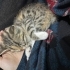 Dünya tatlısı küçük kızımız EMMA ömürlük yuvasını arıyor 🥰 fotoğraf