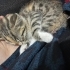 Dünya tatlısı küçük kızımız EMMA ömürlük yuvasını arıyor 🥰 fotoğraf