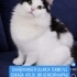 SAHİBİ KANSER NORVEÇ ORMAN KEDİSİ..!! fotoğraf