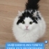 SAHİBİ KANSER NORVEÇ ORMAN KEDİSİ..!! fotoğraf