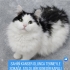 SAHİBİ KANSER NORVEÇ ORMAN KEDİSİ..!! fotoğraf