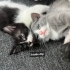 Acil yuva aranıyor fotoğraf