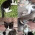 3 bebek yuva arıyor acil fotoğraf