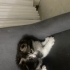 Çok oyuncu kıpır kıpır sakin kedi fotoğraf