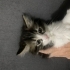Çok oyuncu kıpır kıpır sakin kedi fotoğraf