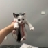 Tam bir aylık dişi yavru kedi fotoğraf
