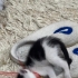 Tam bir aylık dişi yavru kedi fotoğraf