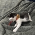 Tam bir aylık dişi yavru kedi fotoğraf