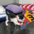 Tam bir aylık dişi yavru kedi fotoğraf