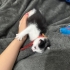 Tam bir aylık dişi yavru kedi fotoğraf
