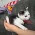 Tam bir aylık dişi yavru kedi fotoğraf