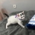 Tam 1 aylık erkek kedi fotoğraf