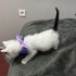 Tam 1 aylık erkek kedi fotoğraf